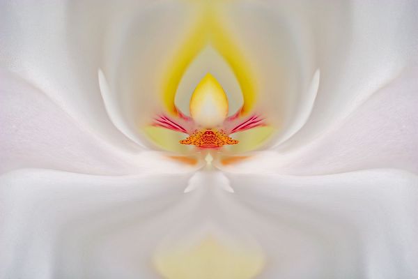 Jones, Adam 아티스트의 Abstract Hybrid Orchid Selby Gardens-Sarasota-Florida작품입니다.